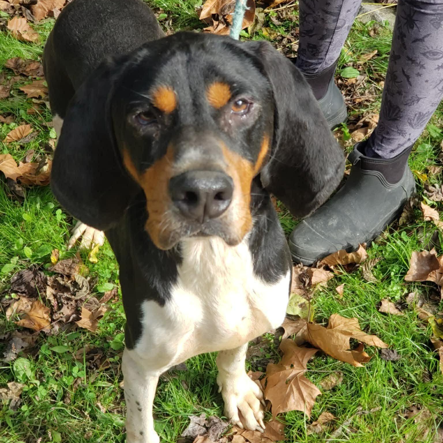 Mister Paws (20260117-01), a ADOPTABLE mixed breed in Niagara on the Lake, ON image 2/6
