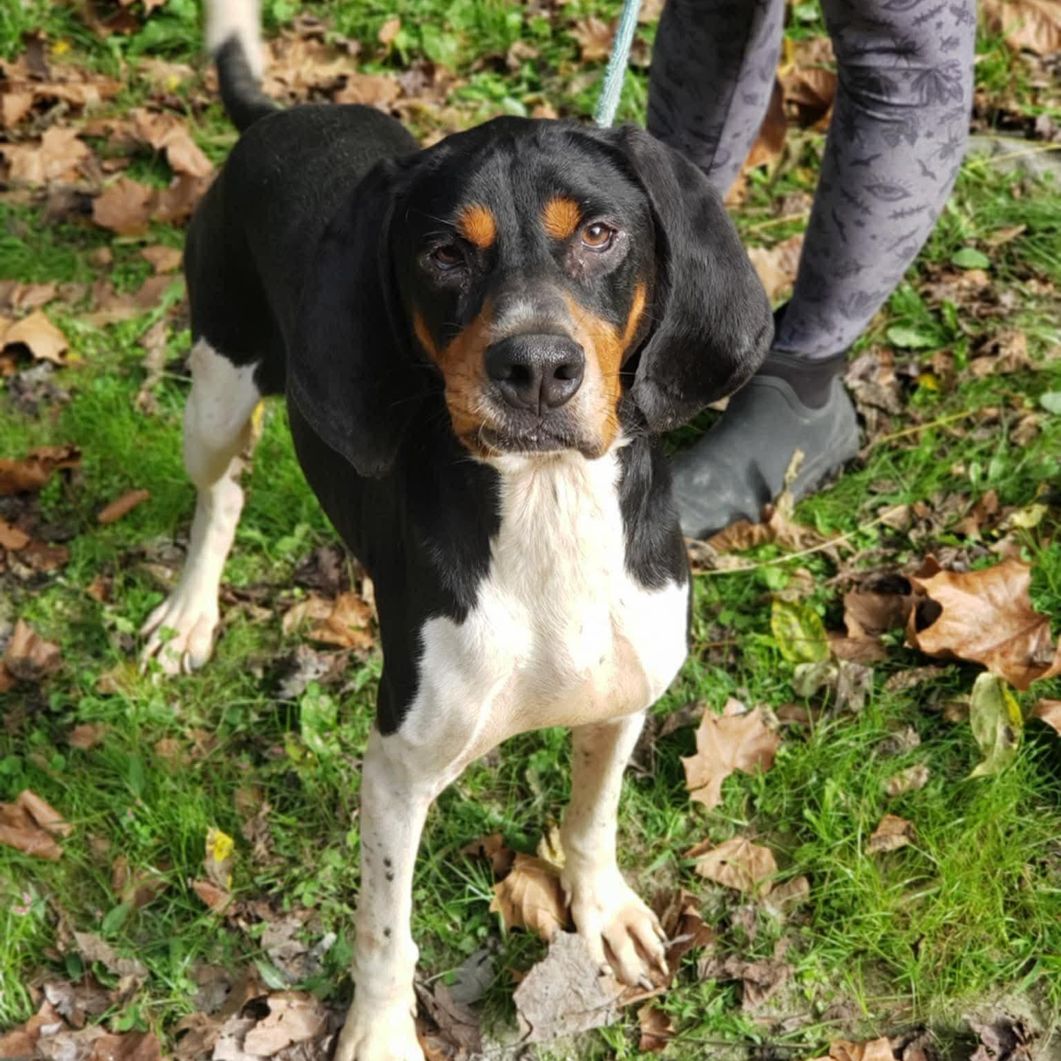 Mister Paws (20260117-01), a ADOPTABLE mixed breed in Niagara on the Lake, ON image 3/6