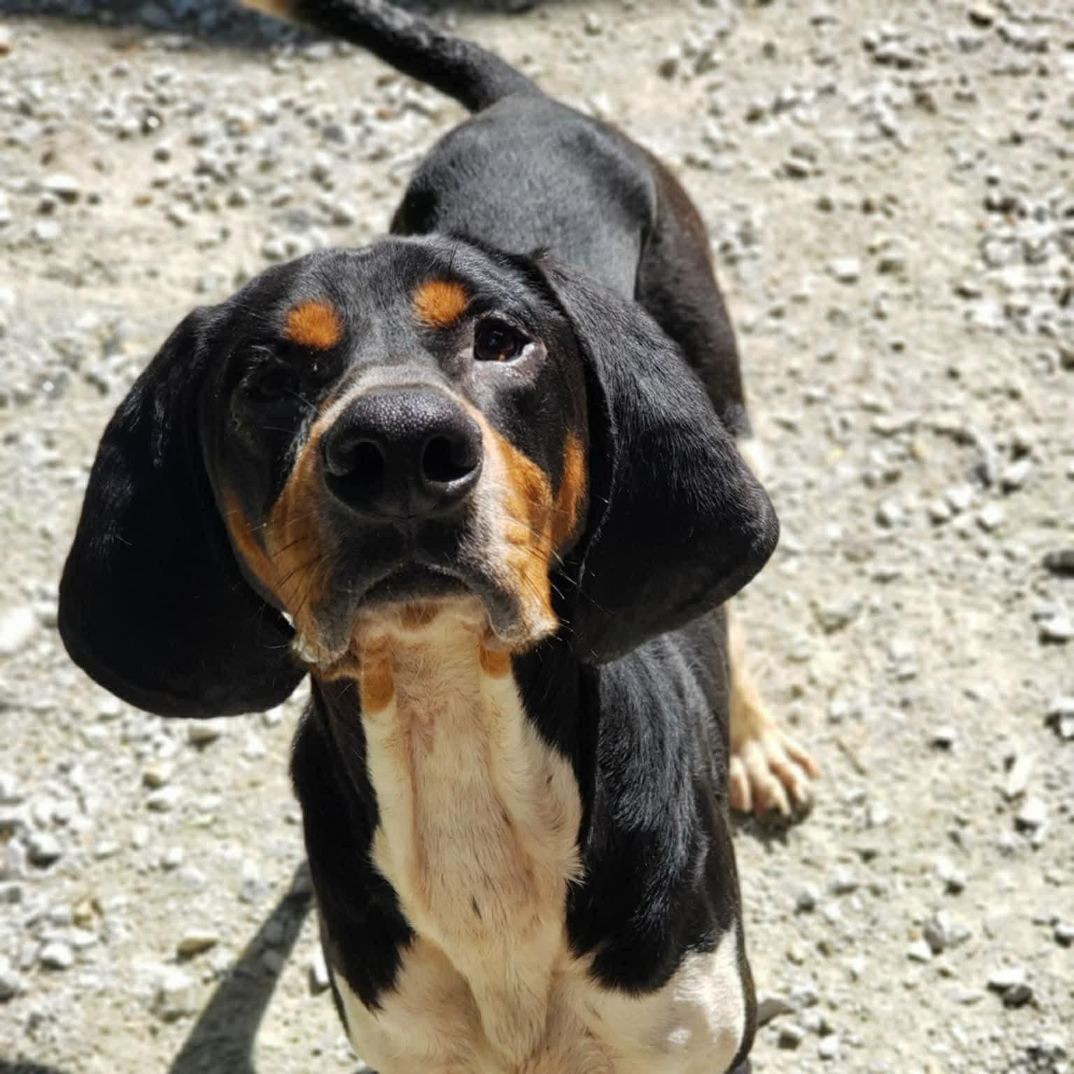Mister Paws (20260117-01), a ADOPTABLE mixed breed in Niagara on the Lake, ON image 1/6
