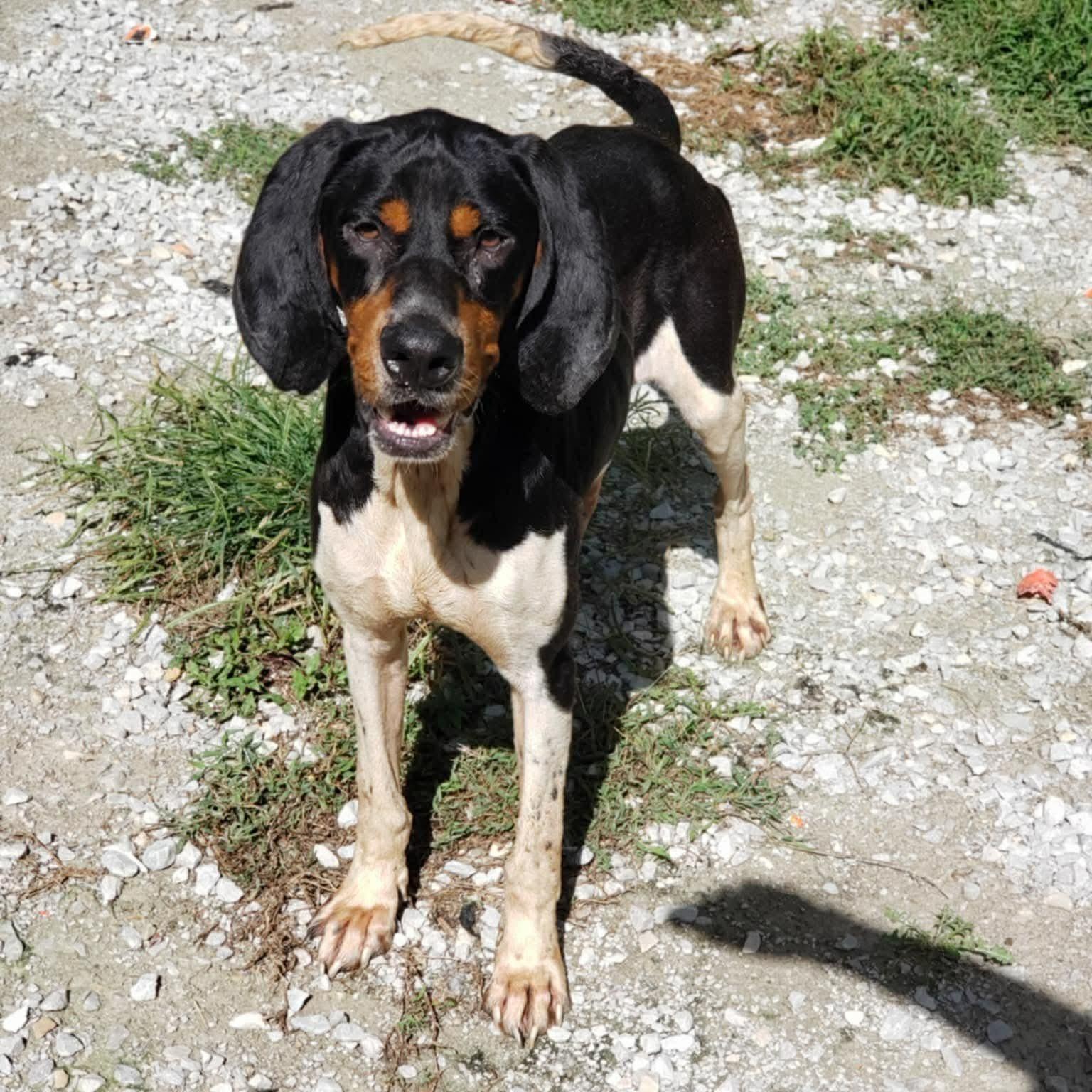 Mister Paws (20260117-01), a ADOPTABLE mixed breed in Niagara on the Lake, ON image 5/6