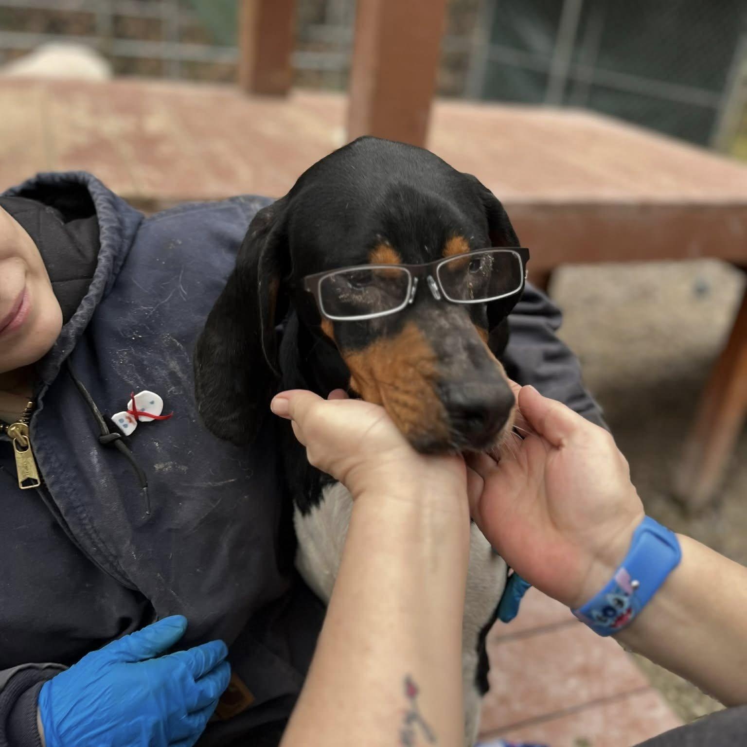 Mister Paws (20260117-01), a ADOPTABLE mixed breed in Niagara on the Lake, ON image 4/6