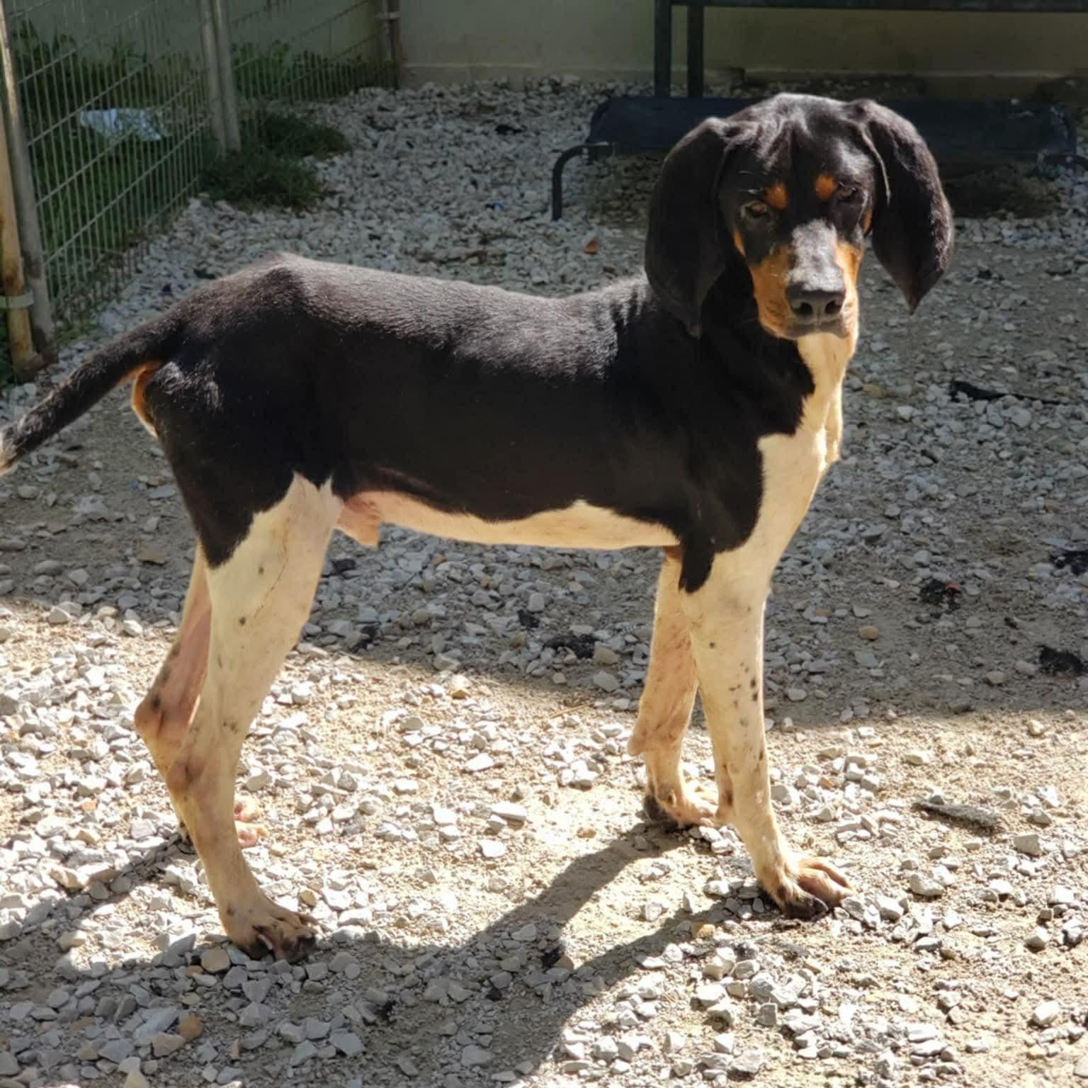 Mister Paws (20260117-01), a ADOPTABLE mixed breed in Niagara on the Lake, ON image 6/6