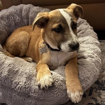 Enlarge Reba, an adopted Mixed Breed in Albany, NY image 1/6