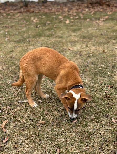 Enlarge Reba, an adopted Mixed Breed in Albany, NY image 4/6