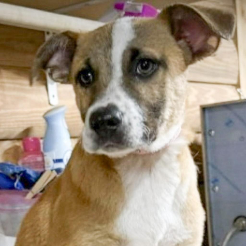 Enlarge Reba, an adopted Mixed Breed in Albany, NY image 6/6