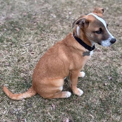 Enlarge Reba, an adopted Mixed Breed in Albany, NY image 2/6