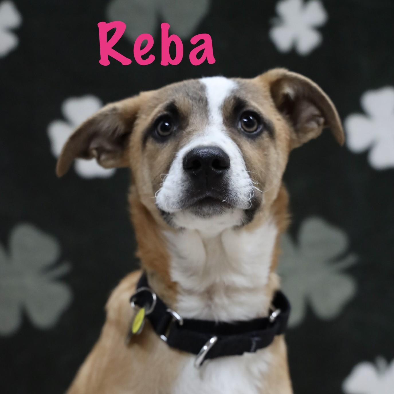 Enlarge Reba, an adopted Mixed Breed in Albany, NY image 5/6