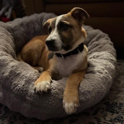 Enlarge Reba, an adopted Mixed Breed in Albany, NY image 3/6