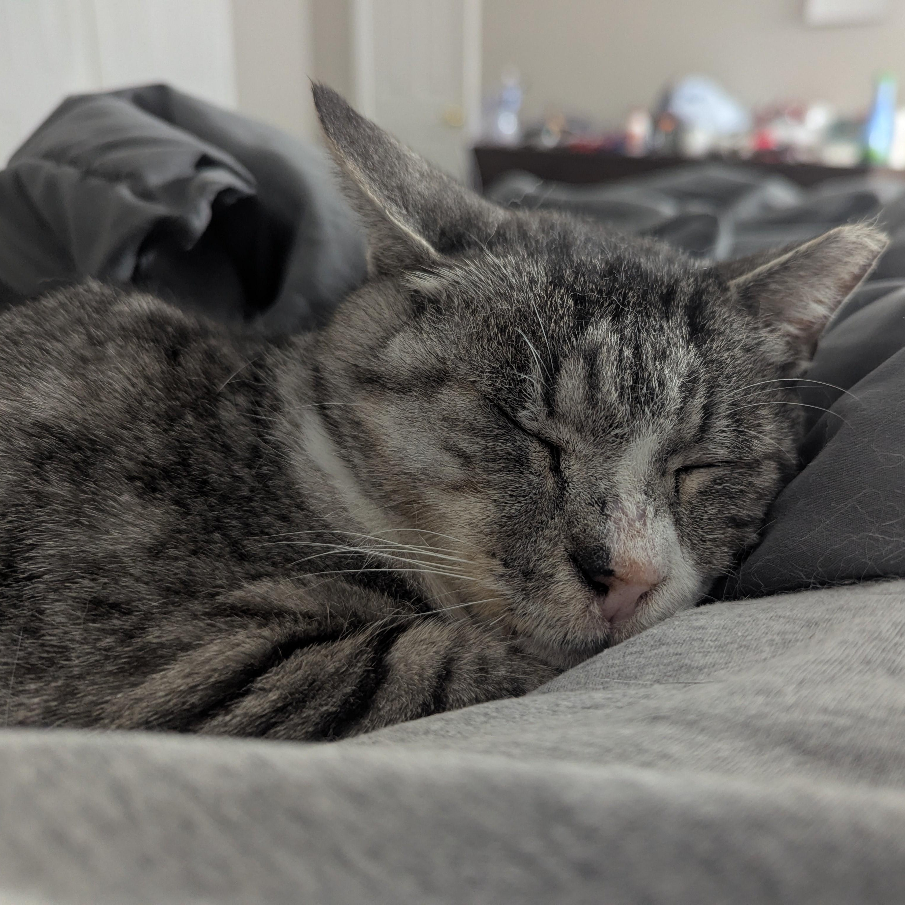 Enlarge Biscuit, an adoptable Domestic Short Hair in Laurel, MD image 2/4