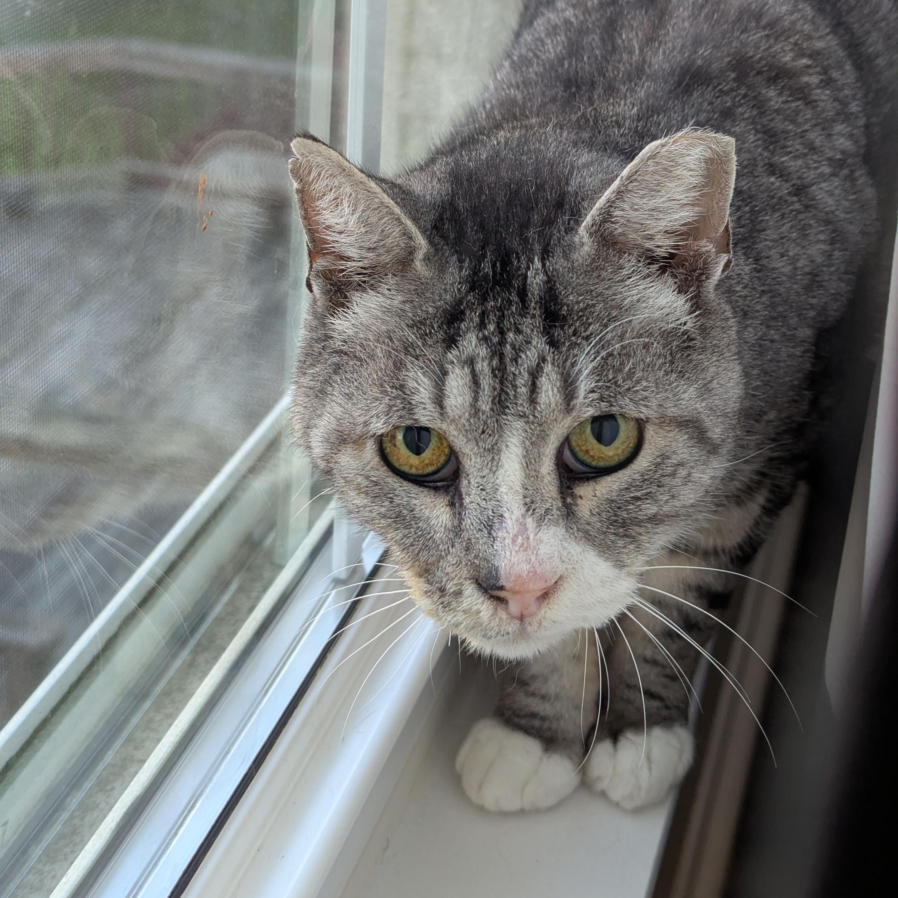 Enlarge Biscuit, an adoptable Domestic Short Hair in Laurel, MD image 3/4