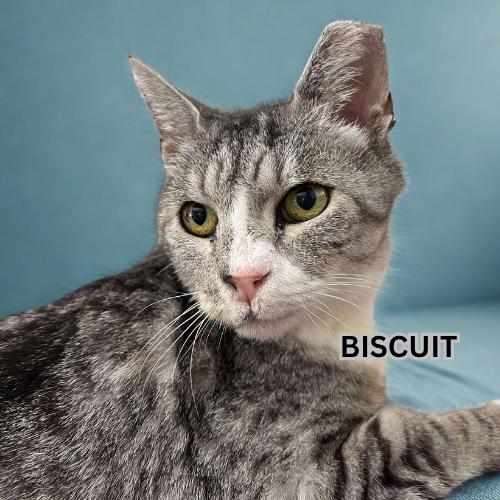 Biscuit