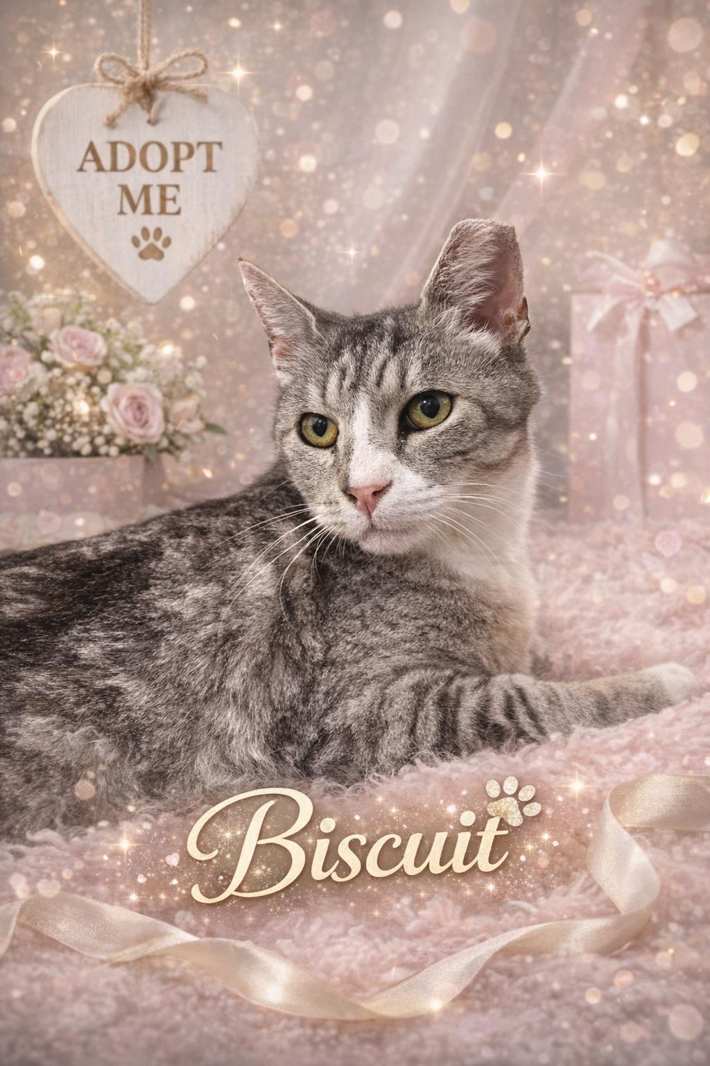 Biscuit, an adopted Domestic Short Hair in Laurel, MD image 1/4