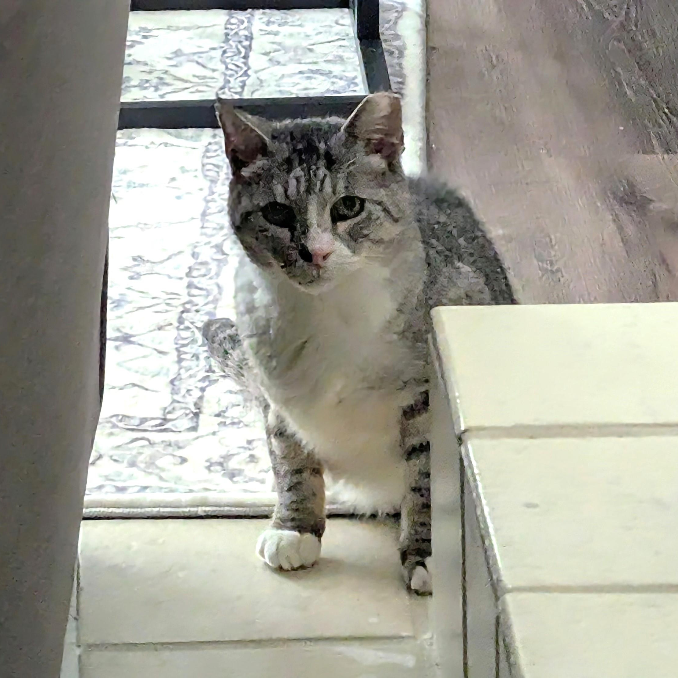 Enlarge Biscuit, an adoptable Domestic Short Hair in Laurel, MD image 4/4