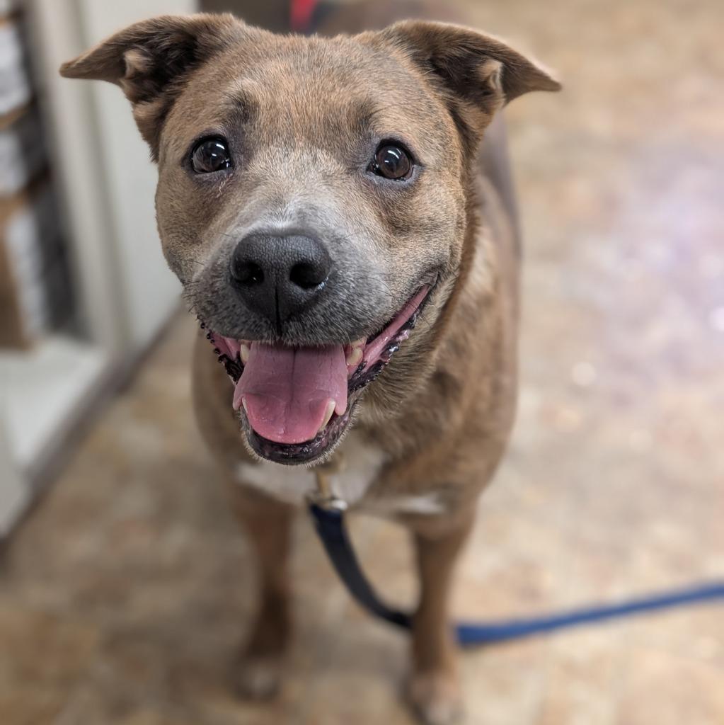 Enlarge Teddy, a Adoptable mixed breed in Aberdeen, WA image 1/5