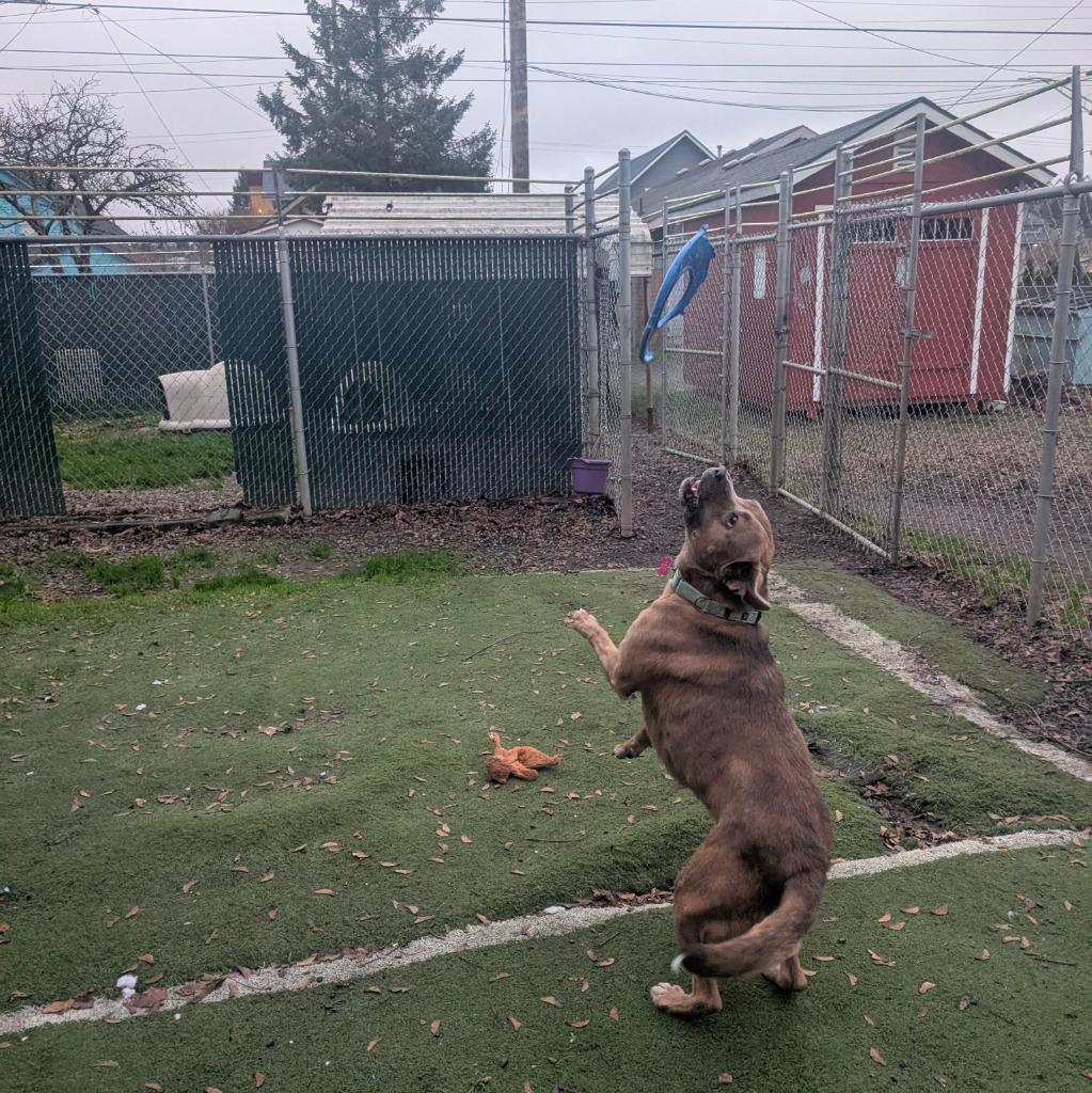 Enlarge Teddy, a Adoptable mixed breed in Aberdeen, WA image 2/5