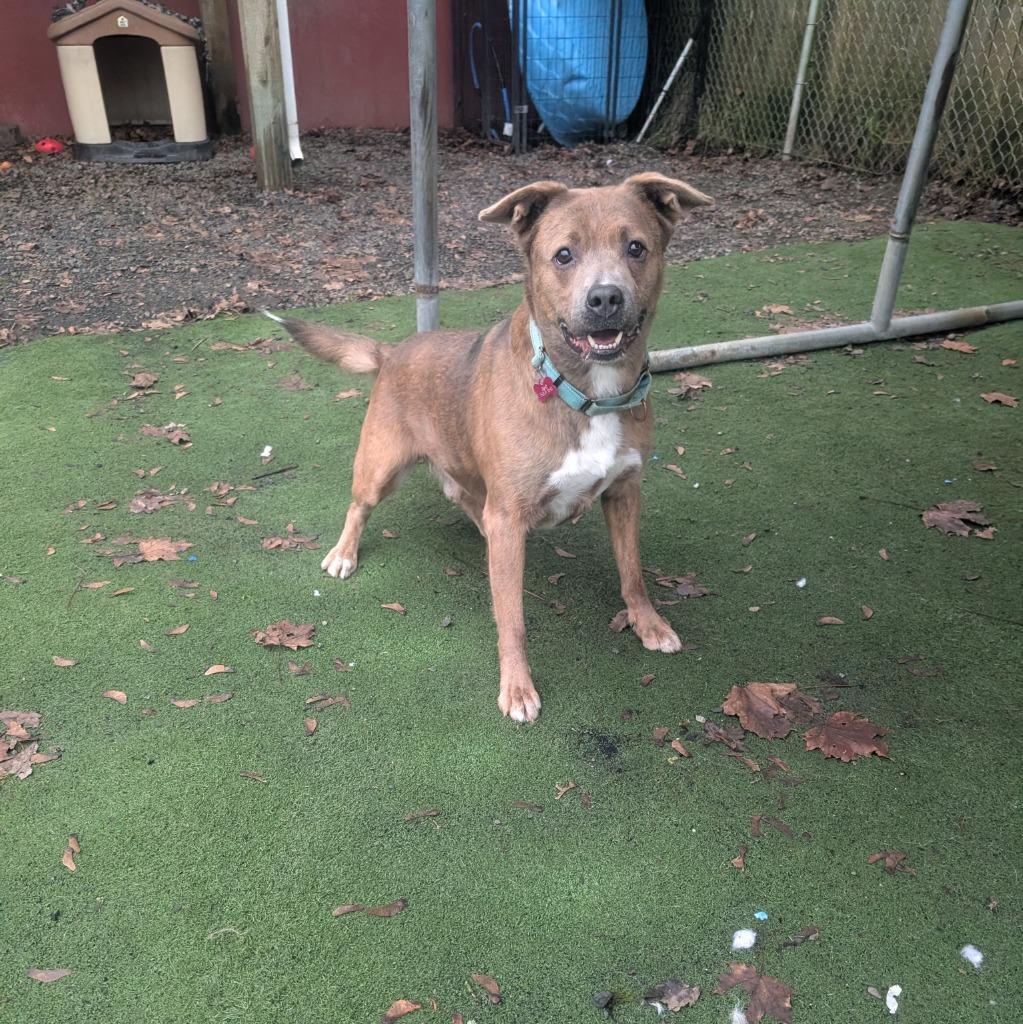 Enlarge Teddy, a Adoptable mixed breed in Aberdeen, WA image 3/5