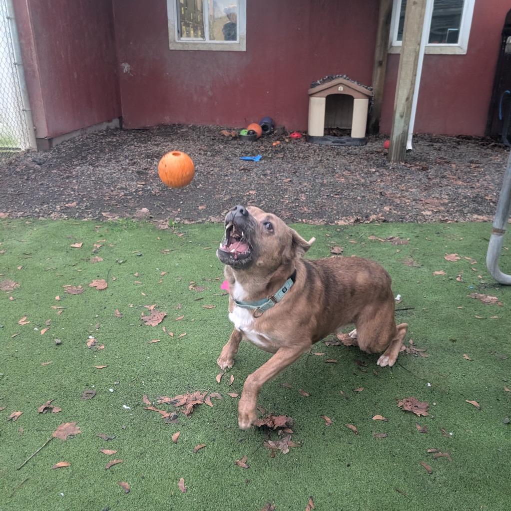 Enlarge Teddy, a Adoptable mixed breed in Aberdeen, WA image 4/5