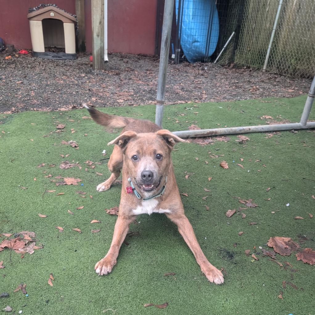 Enlarge Teddy, a Adoptable mixed breed in Aberdeen, WA image 5/5