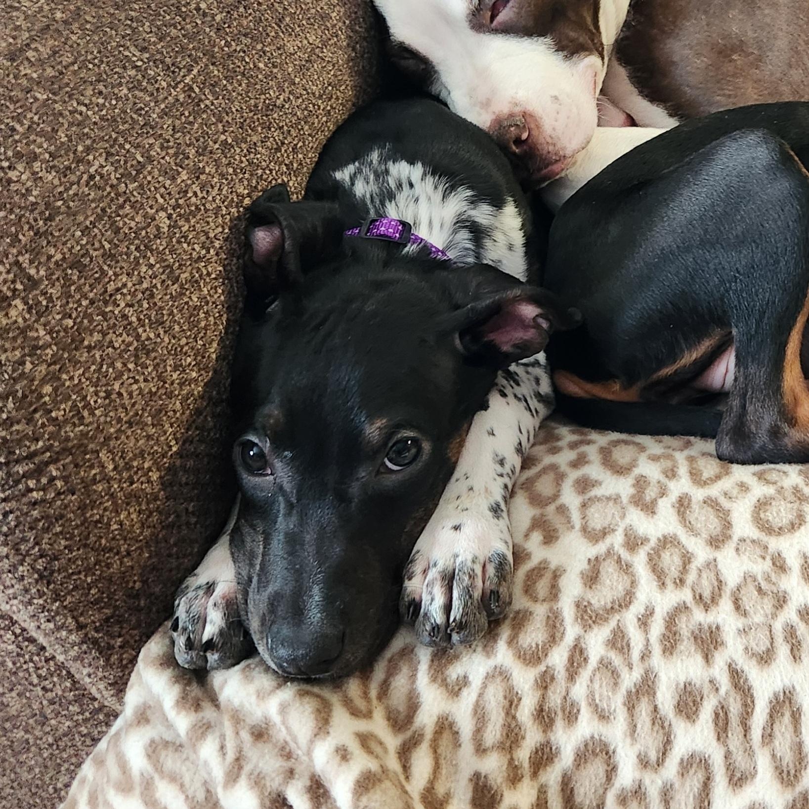 Enlarge Melody, a ADOPTABLE mixed breed in Livonia, MI image 2/5