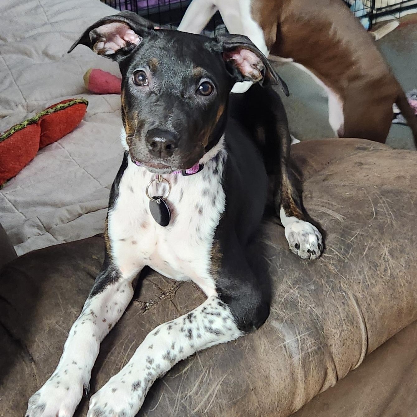 Enlarge Melody, a ADOPTABLE mixed breed in Livonia, MI image 1/5