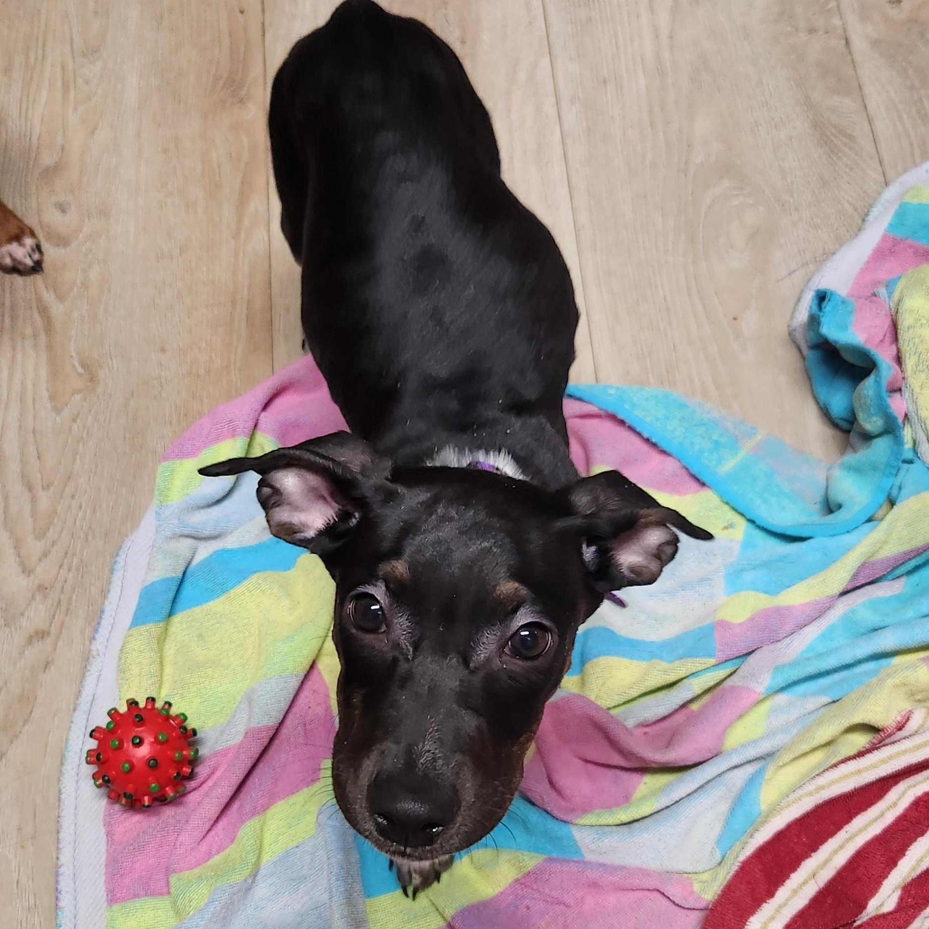 Enlarge Melody, a ADOPTABLE mixed breed in Livonia, MI image 3/5