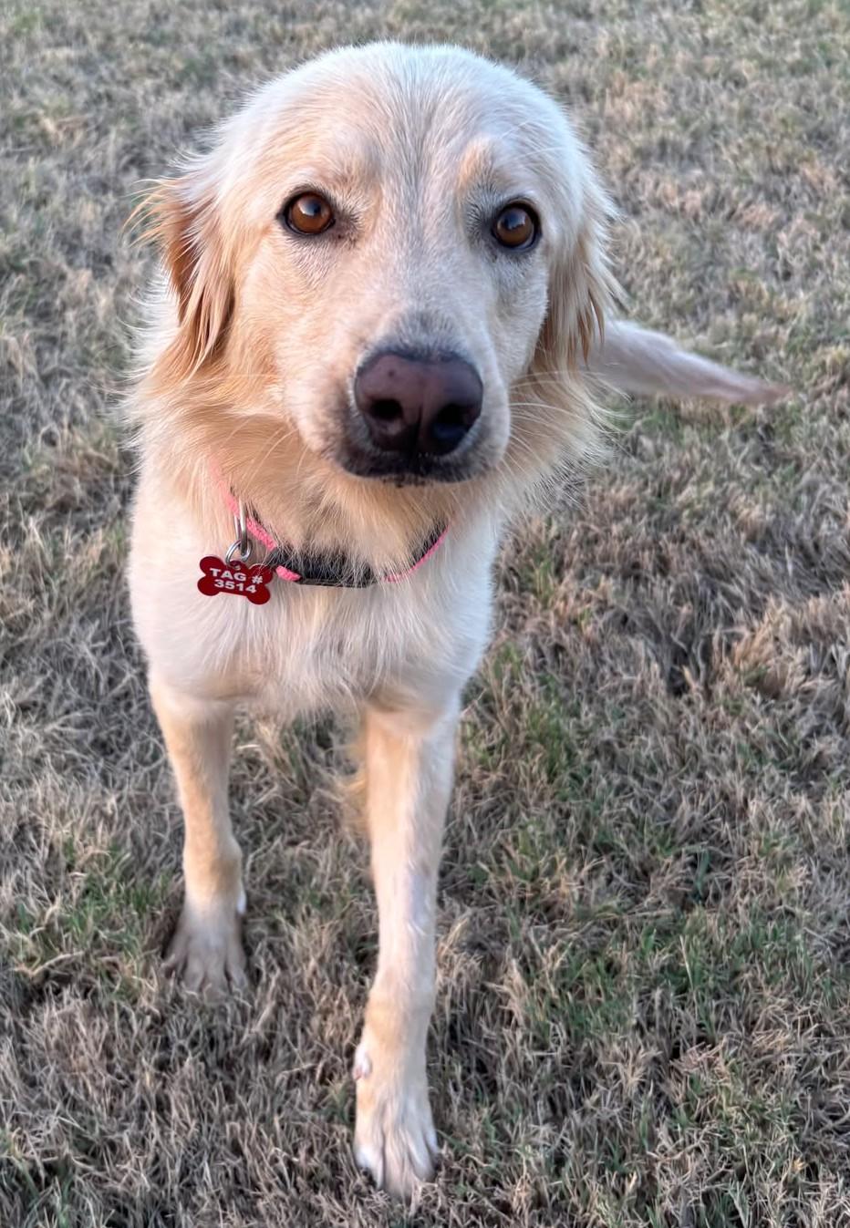 Enlarge Honeybear, a Adoption Pending mixed breed in Tulsa, OK image 3/6
