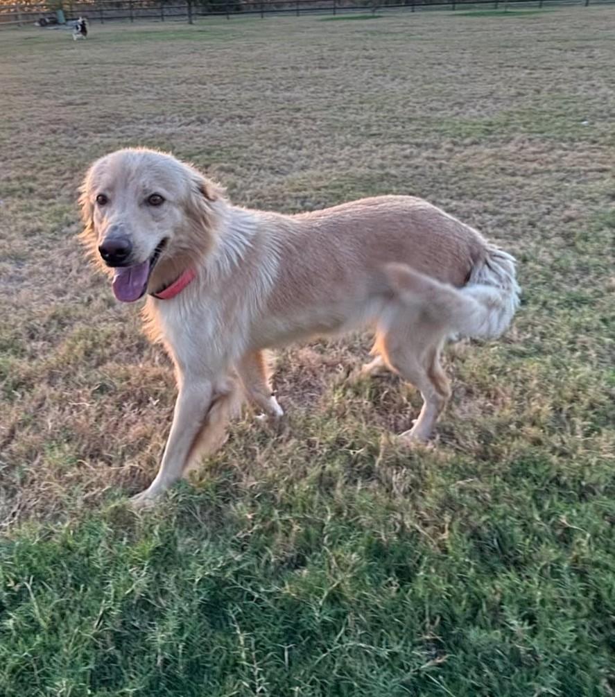 Enlarge Honeybear, a Adoption Pending mixed breed in Tulsa, OK image 5/6