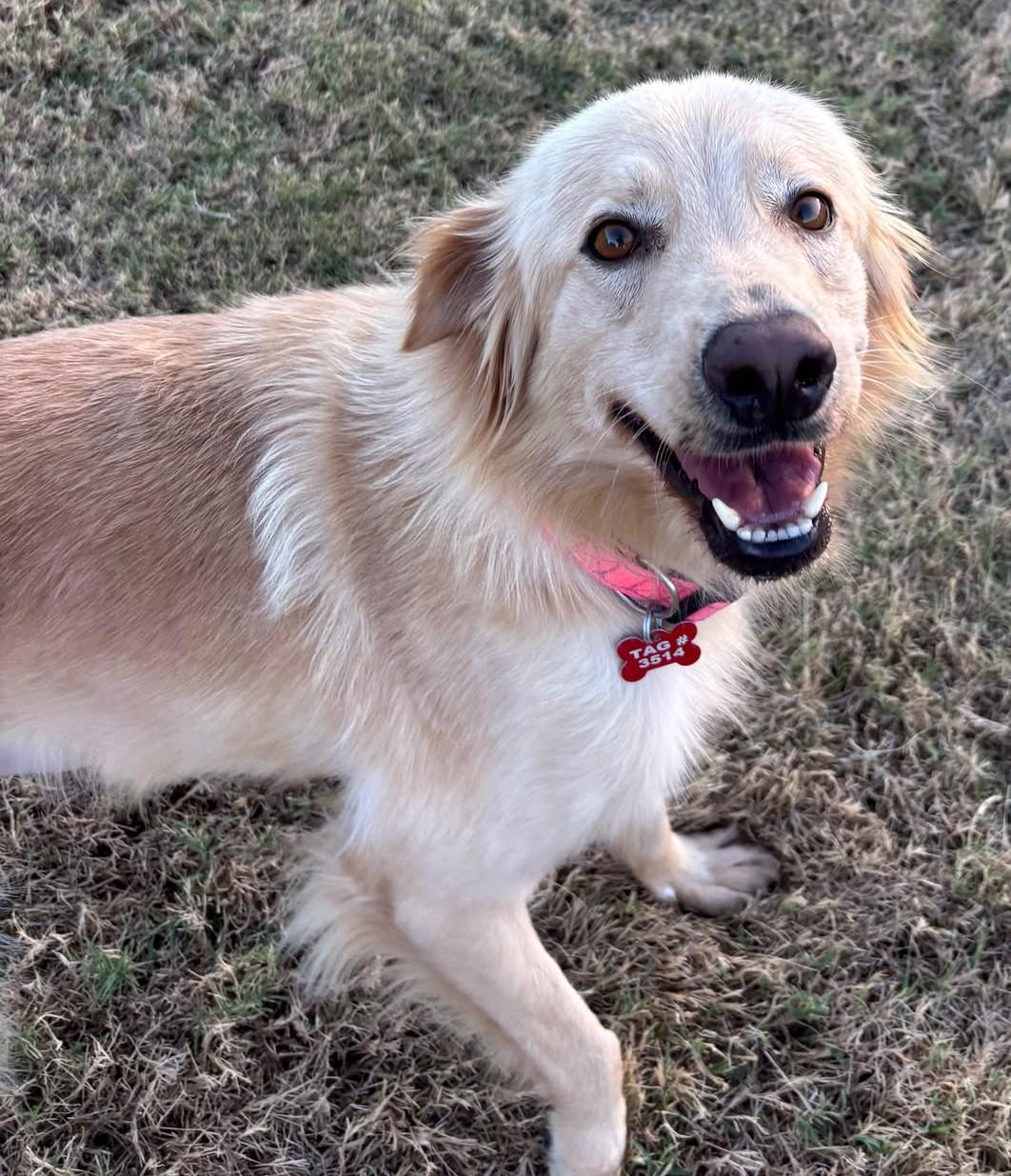 Enlarge Honeybear, a Adoption Pending mixed breed in Tulsa, OK image 1/6