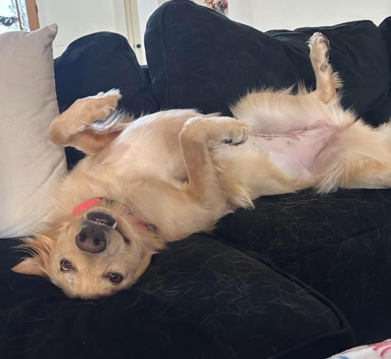 Enlarge Honeybear, a Adoption Pending mixed breed in Tulsa, OK image 2/6