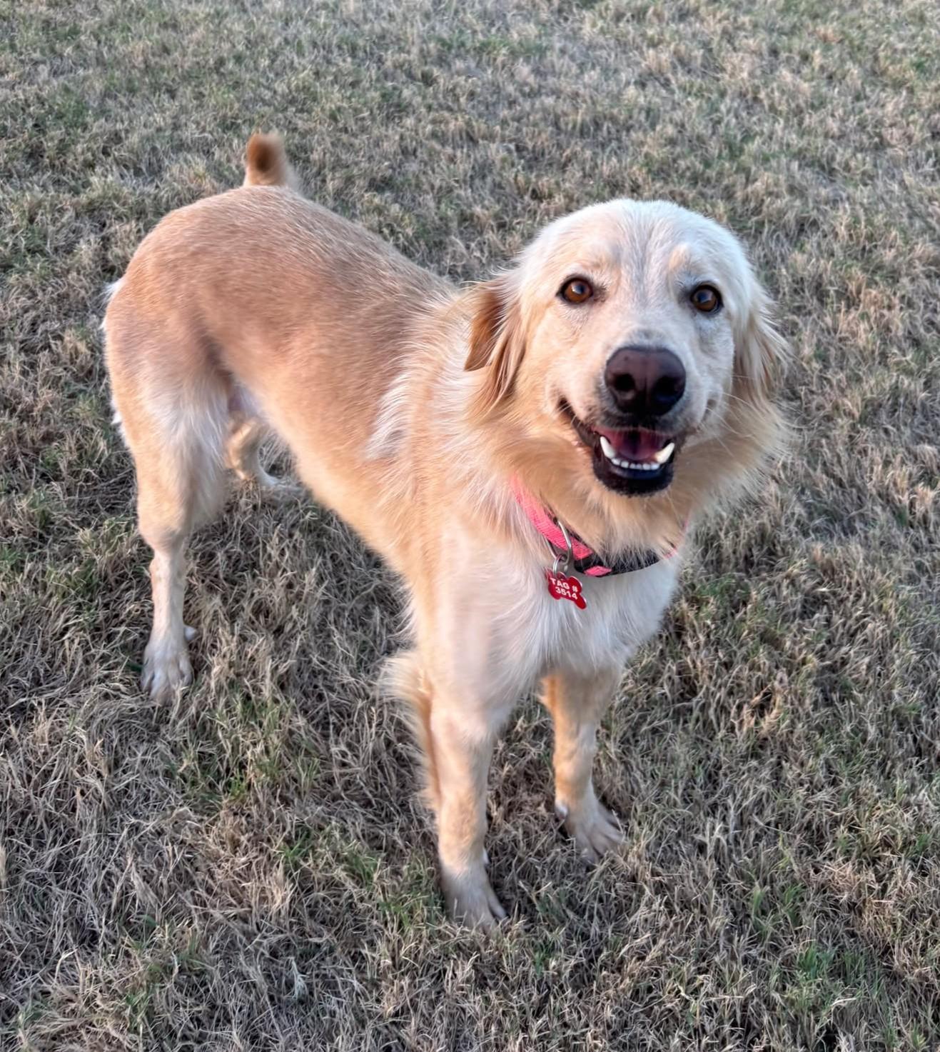 Enlarge Honeybear, a Adoption Pending mixed breed in Tulsa, OK image 4/6