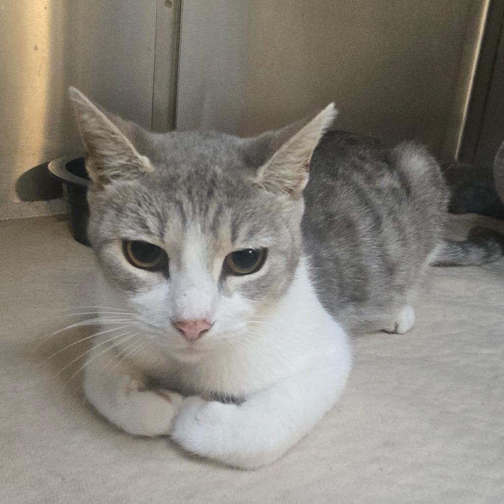 Enlarge Momma G, a Adoptable Domestic Short Hair in Beckley, WV image 1/1