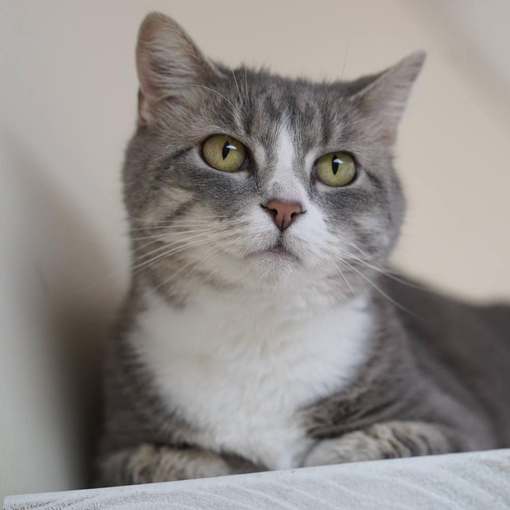 Enlarge Lola, a Adoptable Domestic Short Hair in Naperville, IL image 1/6