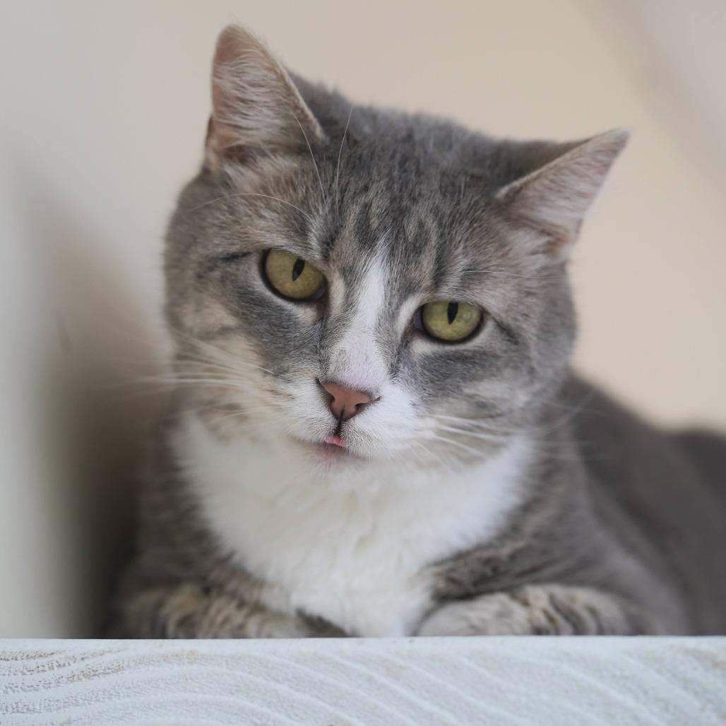 Lola, Adoptable, Senior Female Domestic Short Hair.