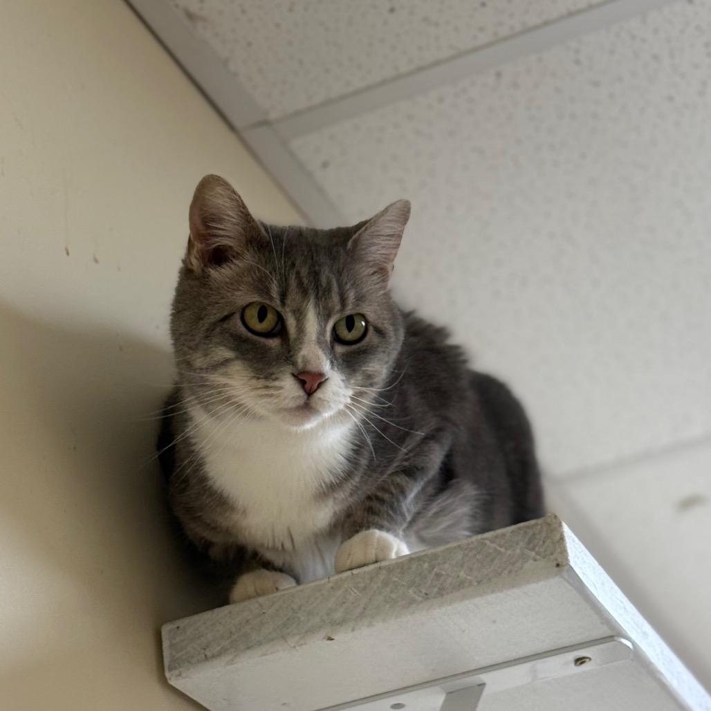 Enlarge Lola, a Adoptable Domestic Short Hair in Naperville, IL image 3/6