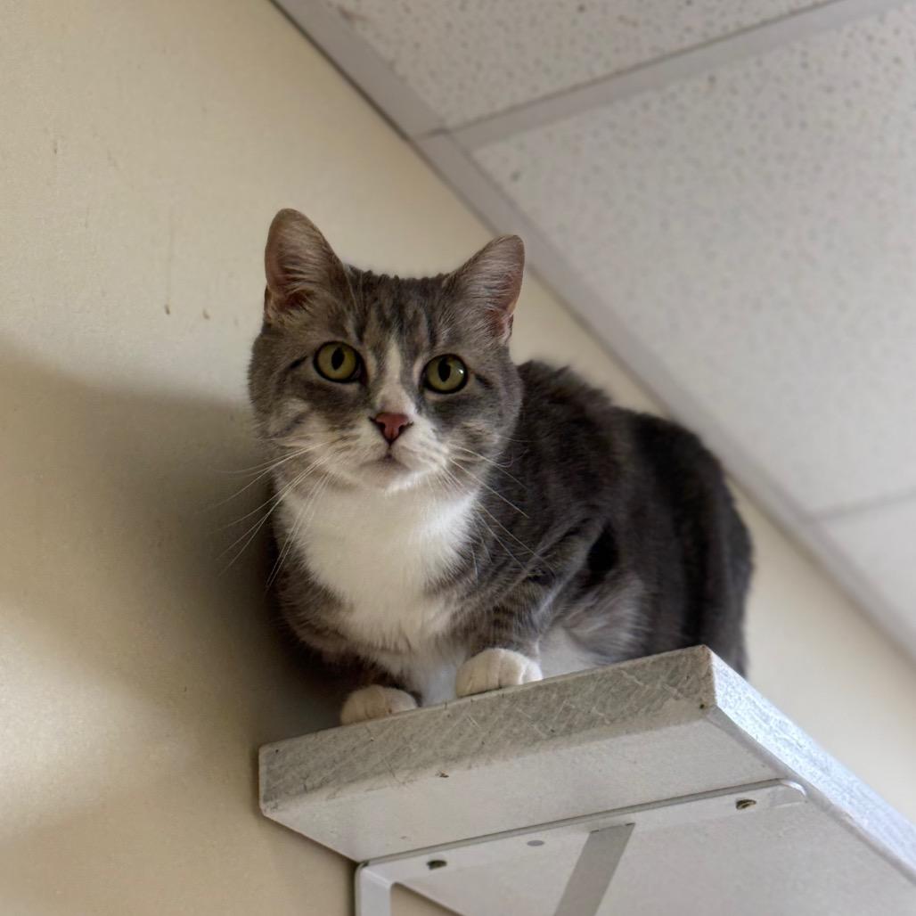 Enlarge Lola, a Adoptable Domestic Short Hair in Naperville, IL image 4/6