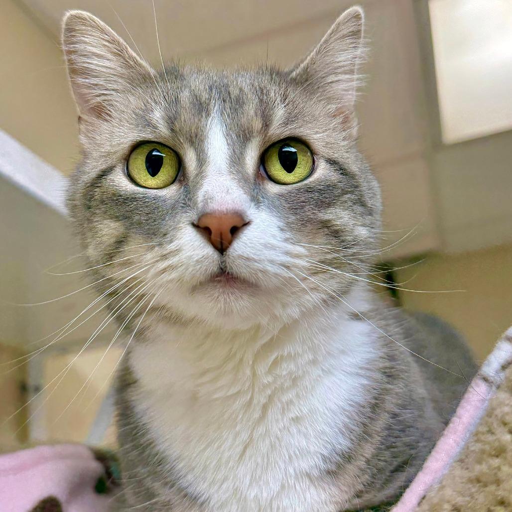 Enlarge Lola, a Adoptable Domestic Short Hair in Naperville, IL image 5/6