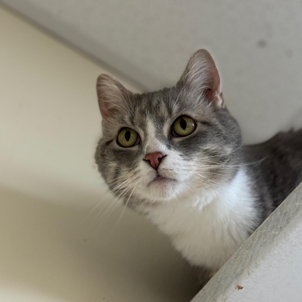 Enlarge Lola, a Adoptable Domestic Short Hair in Naperville, IL image 6/6