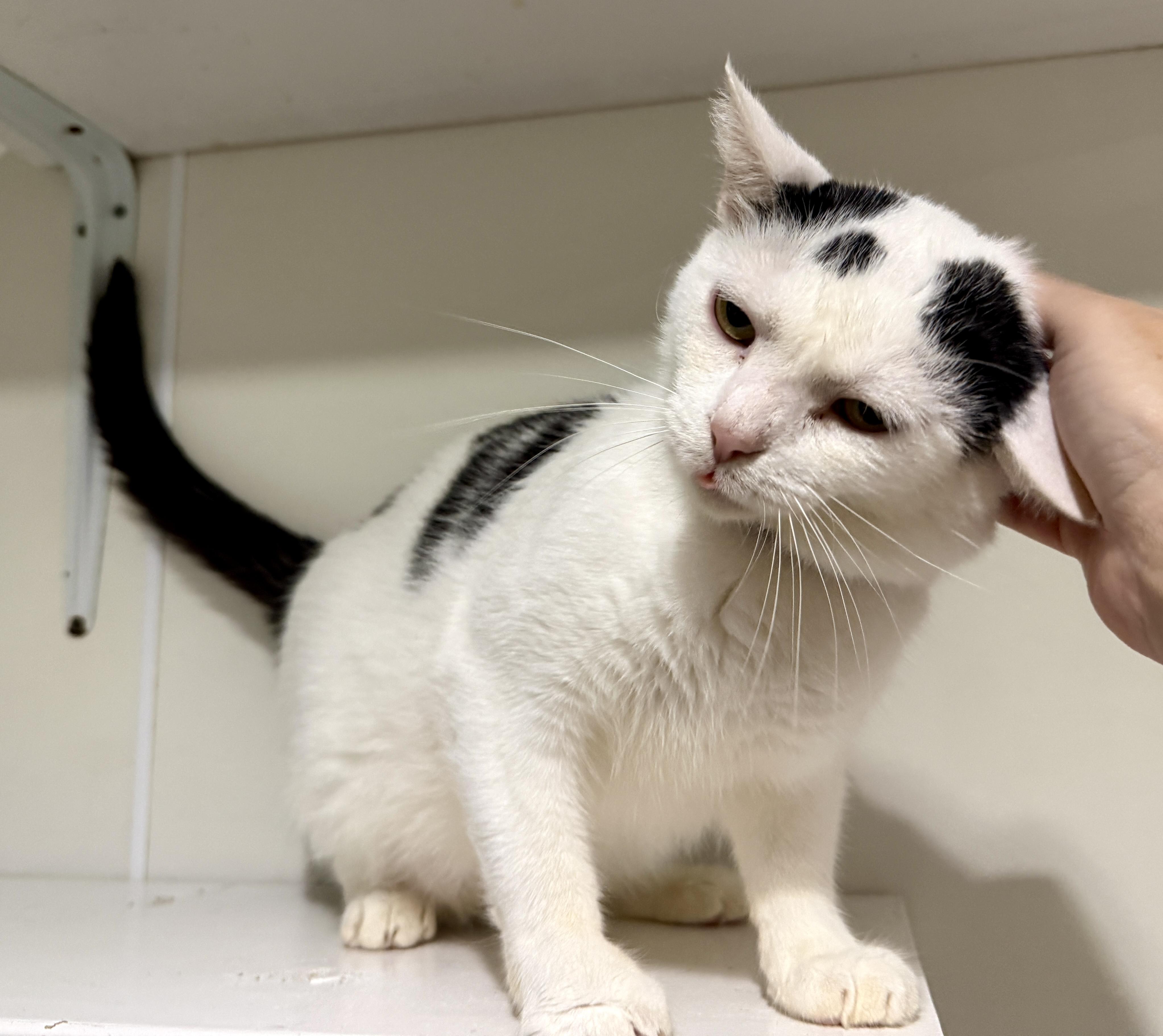 Enlarge Bubba, a Adopted Domestic Short Hair in Ashland, OH image 2/6