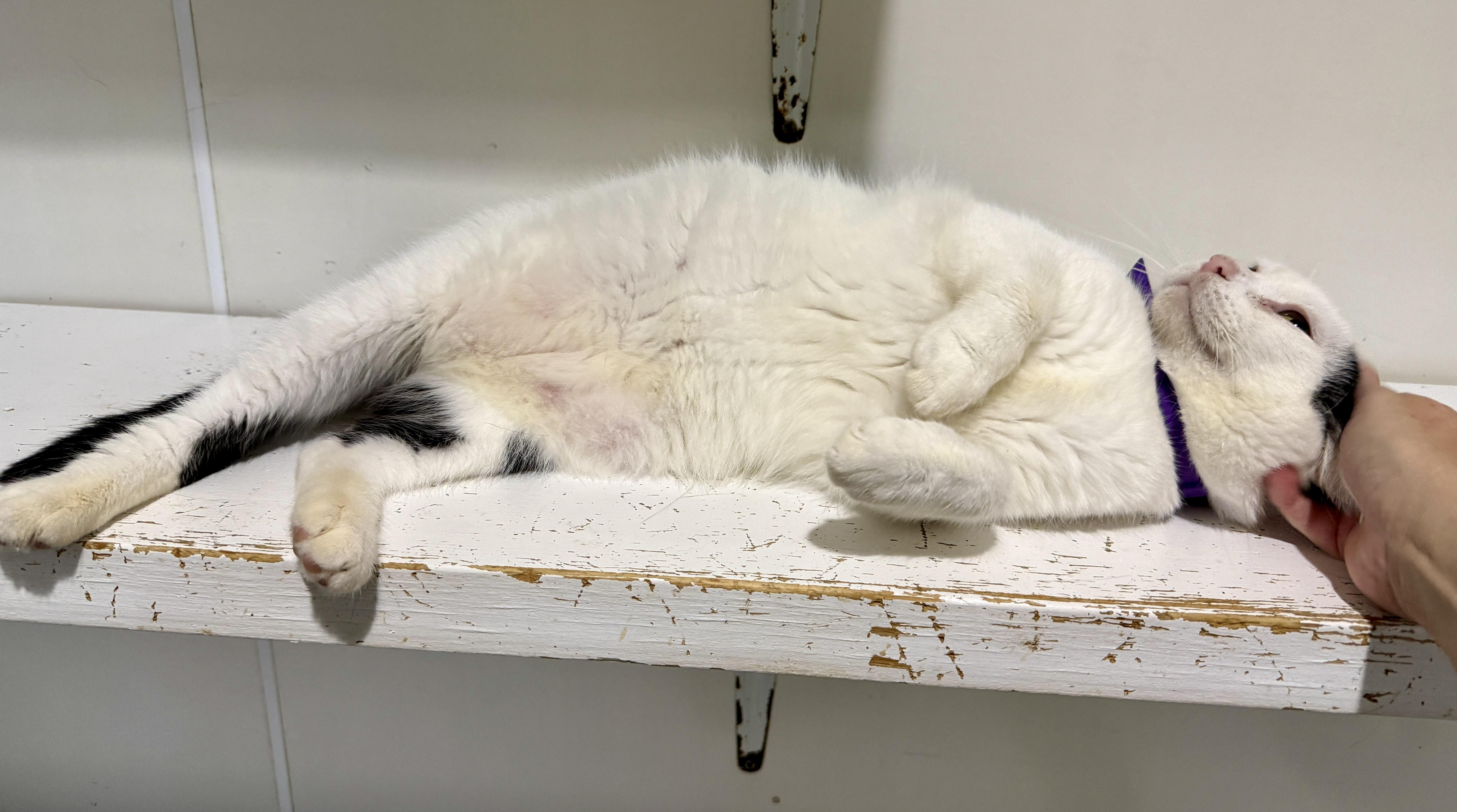 Enlarge Bubba, a Adopted Domestic Short Hair in Ashland, OH image 3/6