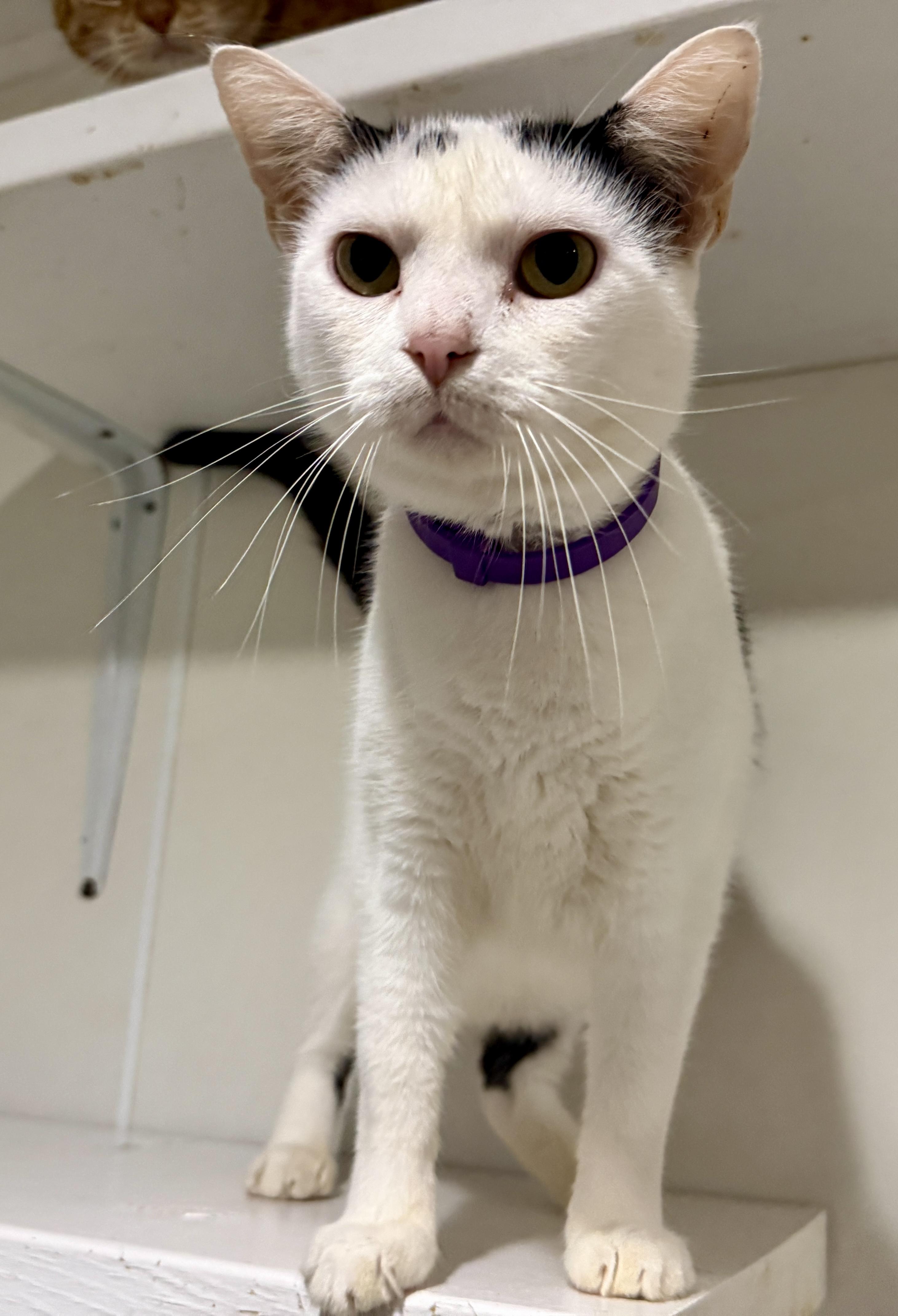 Enlarge Bubba, a Adopted Domestic Short Hair in Ashland, OH image 6/6