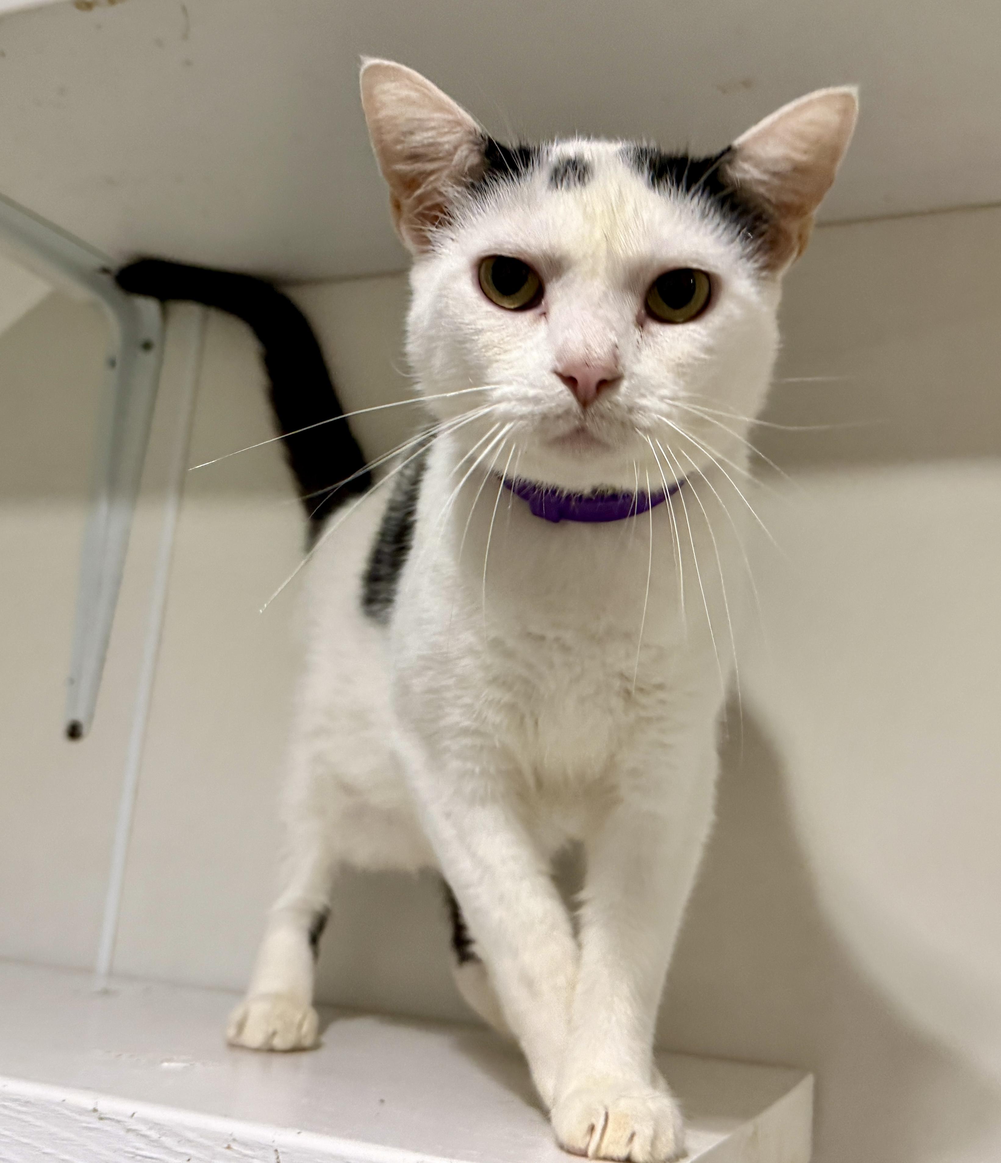 Bubba, Adopted, Young Male Domestic Short Hair.