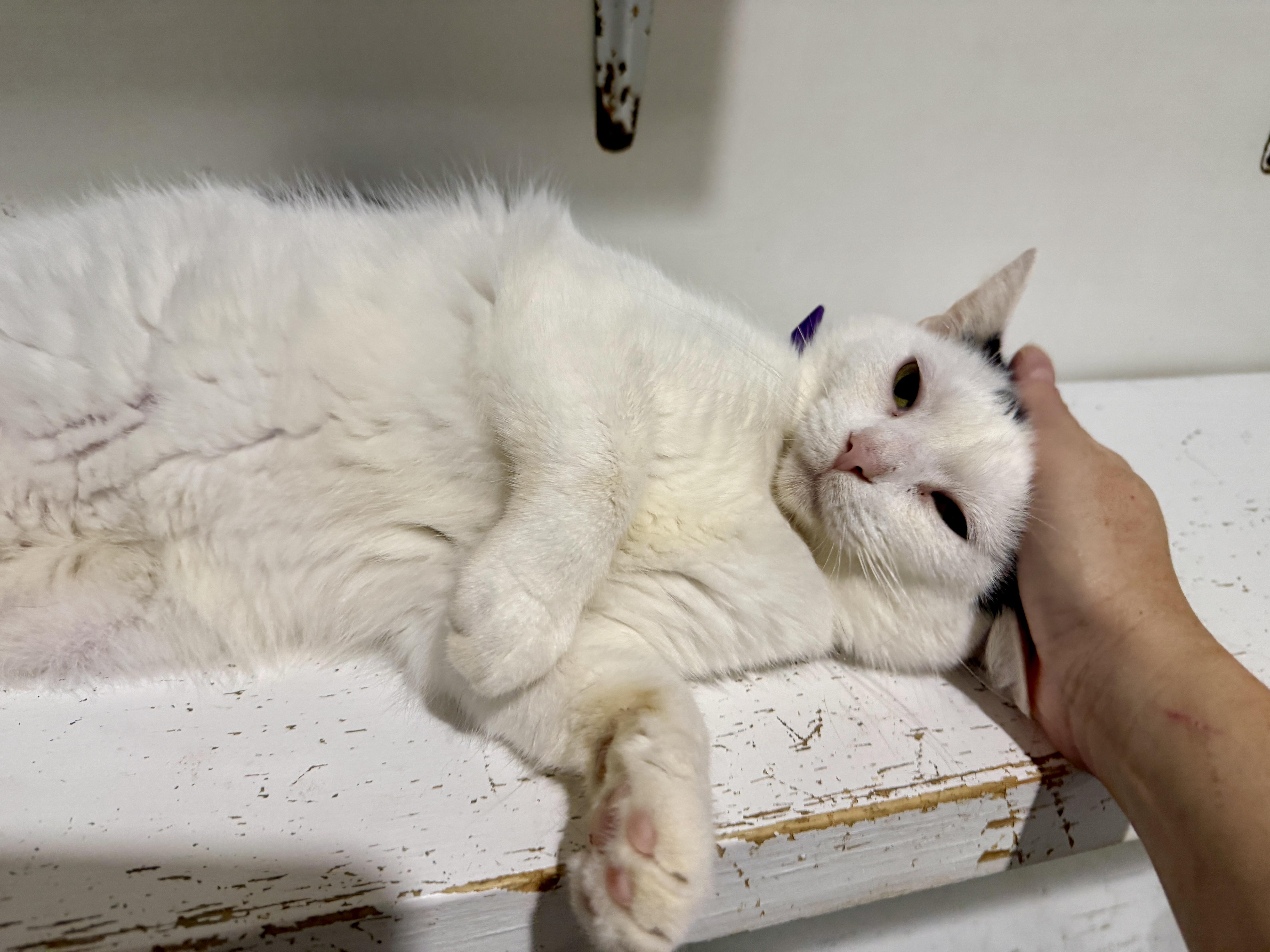 Enlarge Bubba, a Adopted Domestic Short Hair in Ashland, OH image 5/6