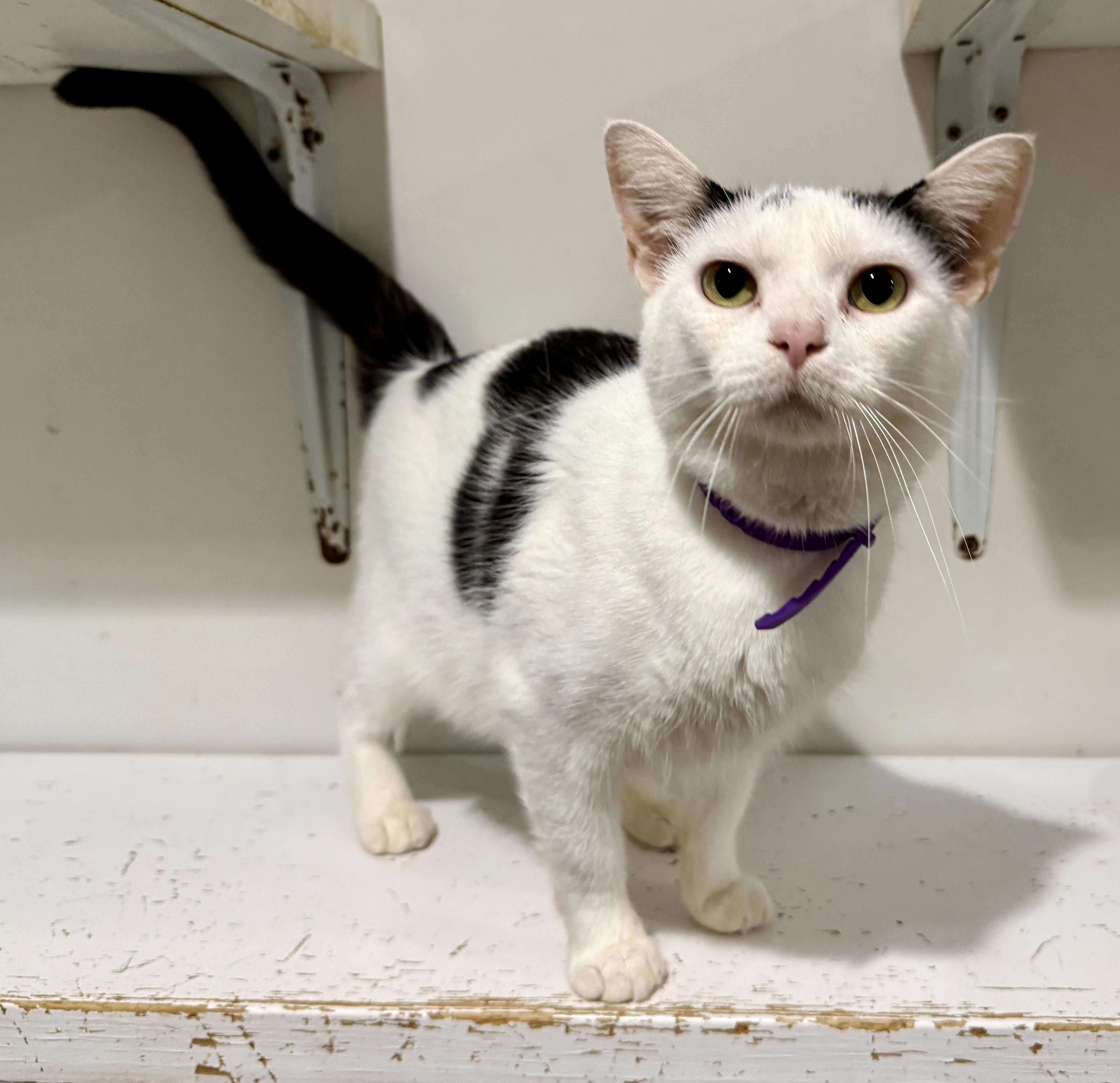 Enlarge Bubba, a Adopted Domestic Short Hair in Ashland, OH image 4/6