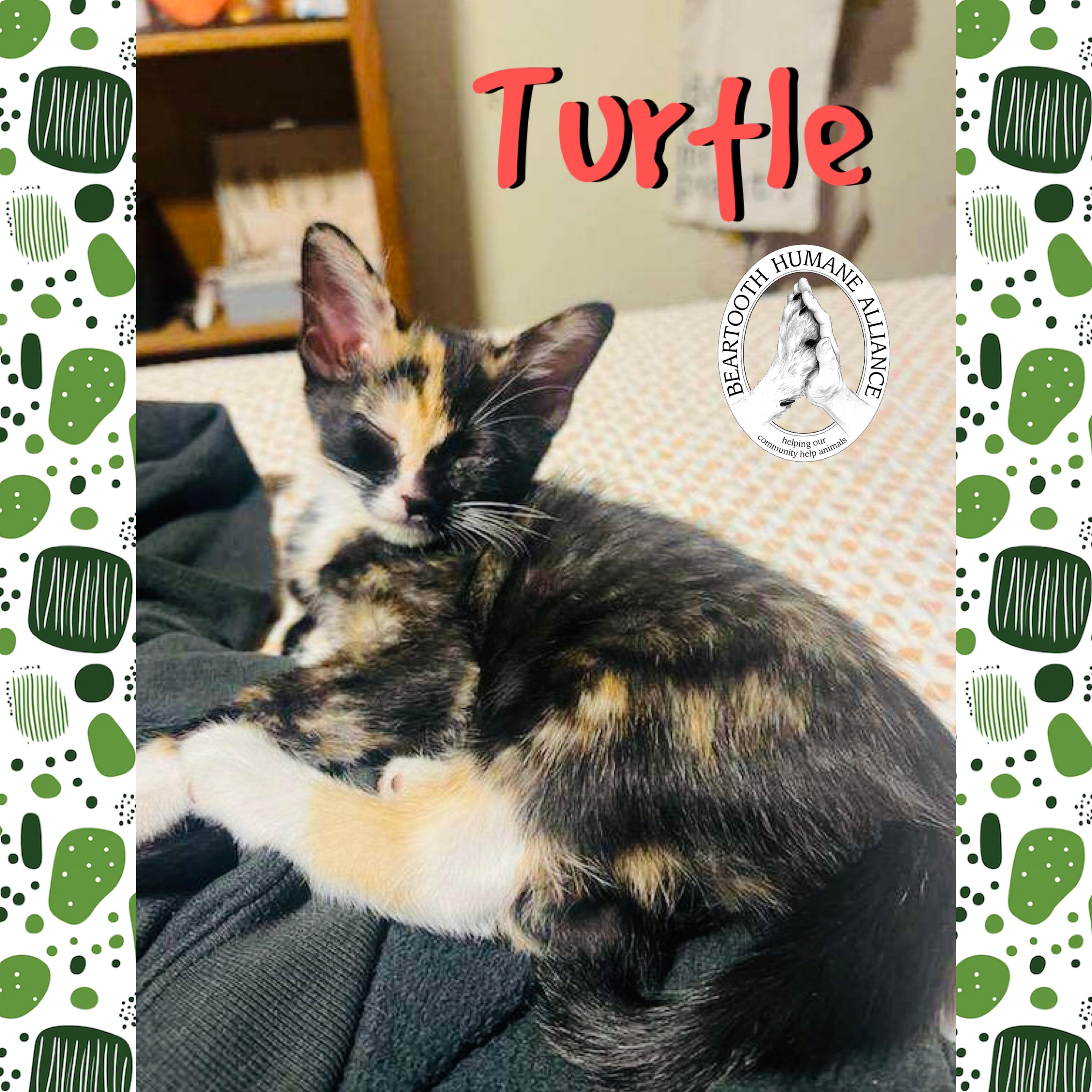 Turtle, an adoptable Domestic Short Hair in Red Lodge, MT, 59068 | Photo Image 1