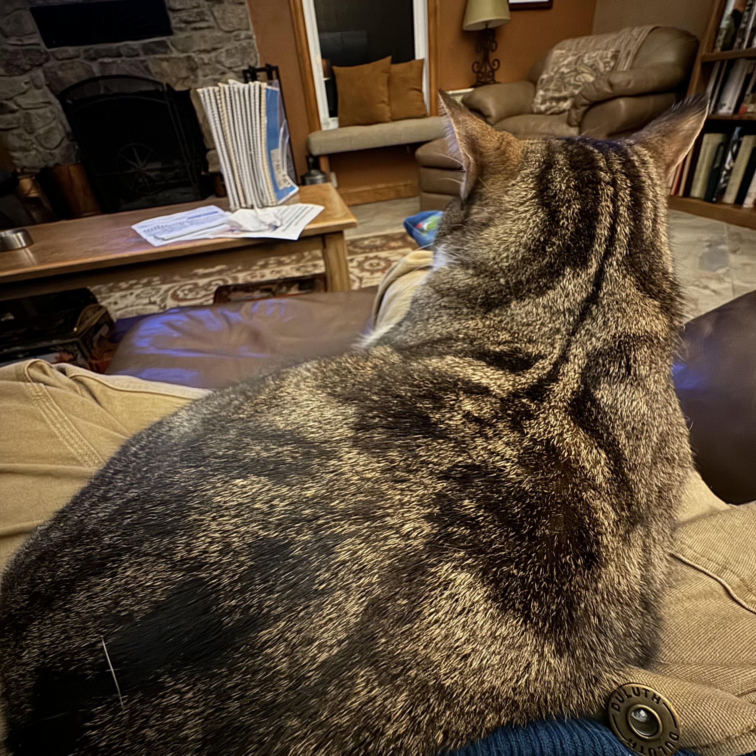 Minerva-A GREEK GODDESS!, a Adoptable American Shorthair in Bristow, VA image 1/2