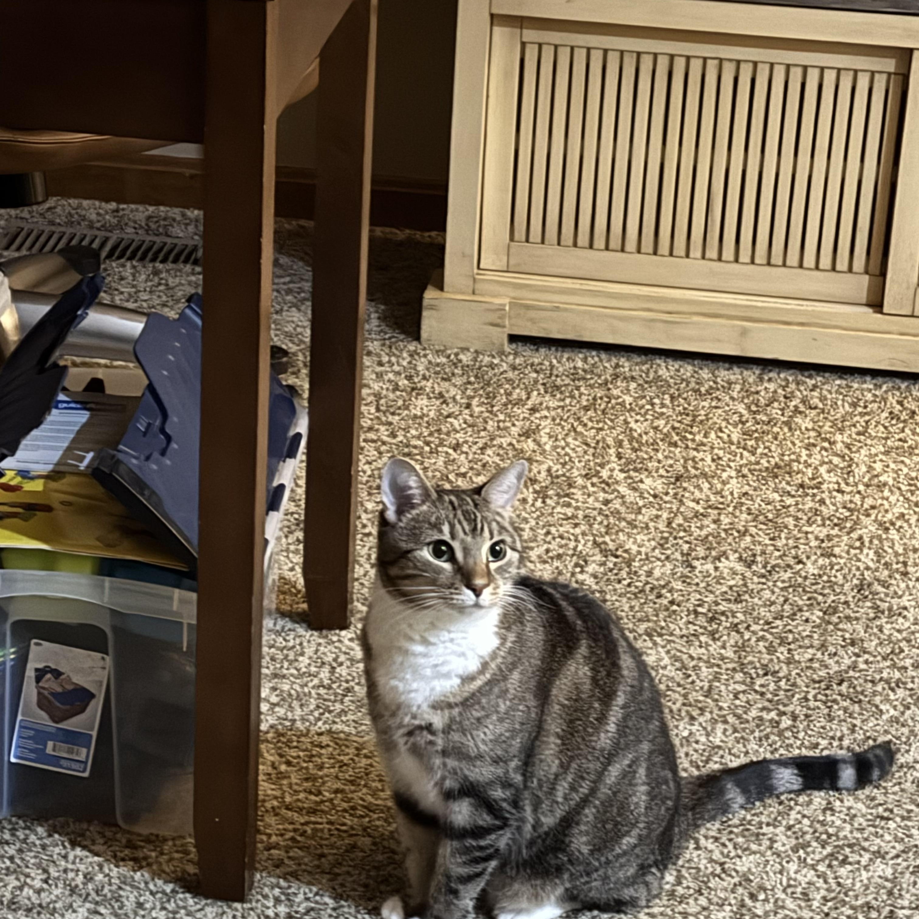 Enlarge Minerva-A GREEK GODDESS!, a Adoptable American Shorthair in Bristow, VA image 1/4