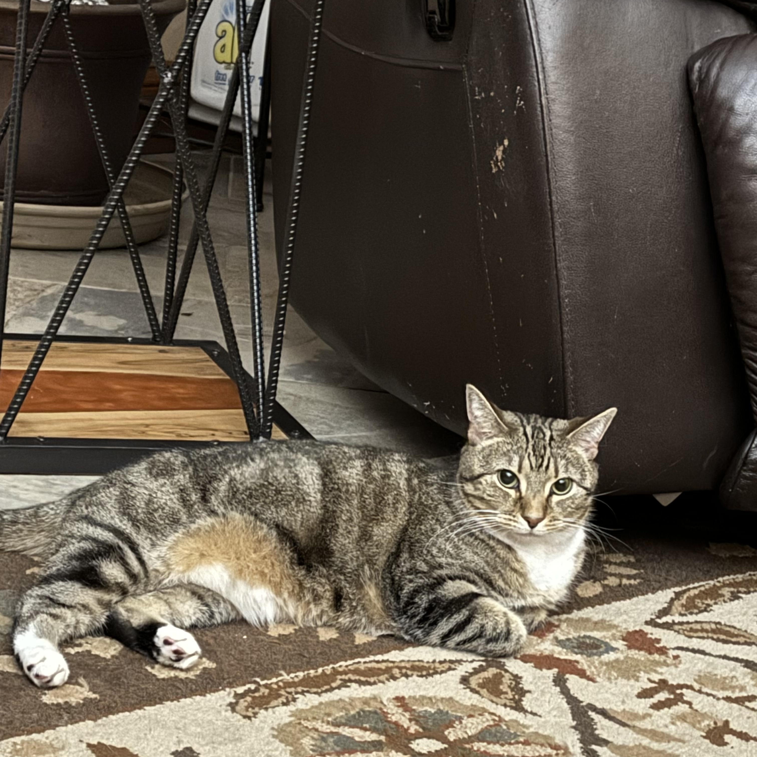 Minerva-A GREEK GODDESS!, Adoptable, Adult Female American Shorthair.