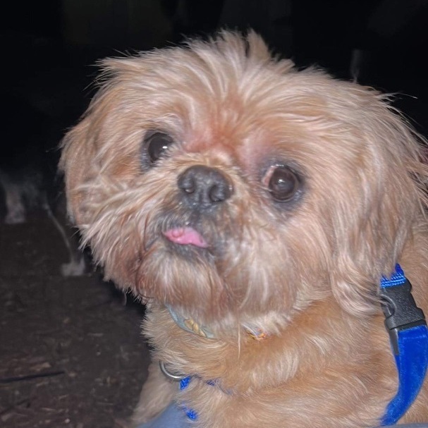 Ned, Adopted, Senior Male Shih Tzu.