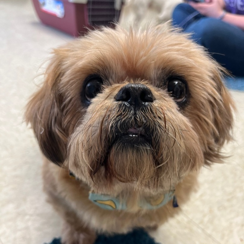 Ned, a Adopted Shih Tzu in Hudson, IL image 3/8
