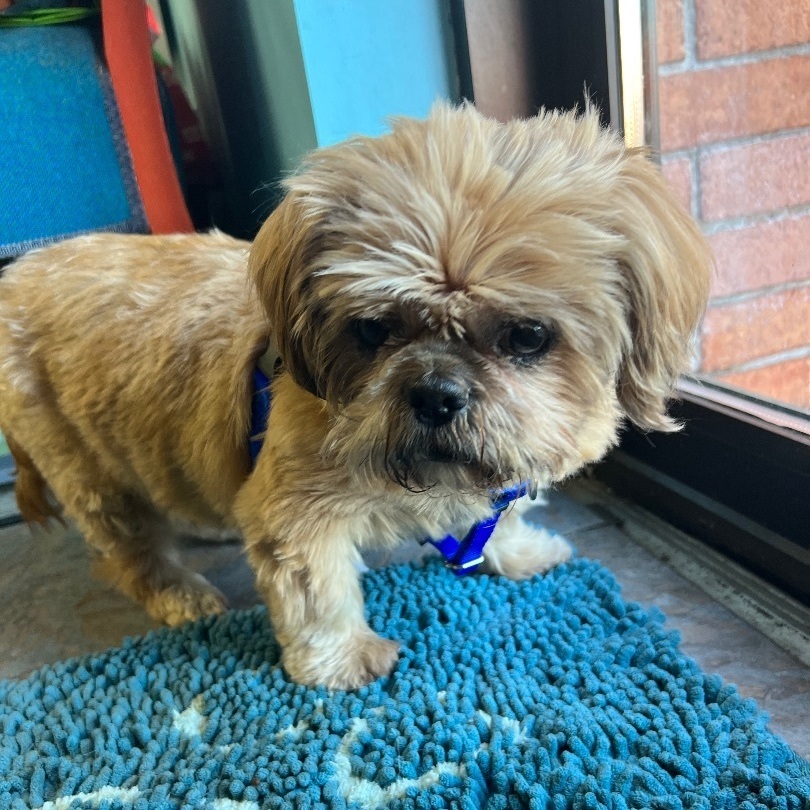 Ned, a Adopted Shih Tzu in Hudson, IL image 4/8